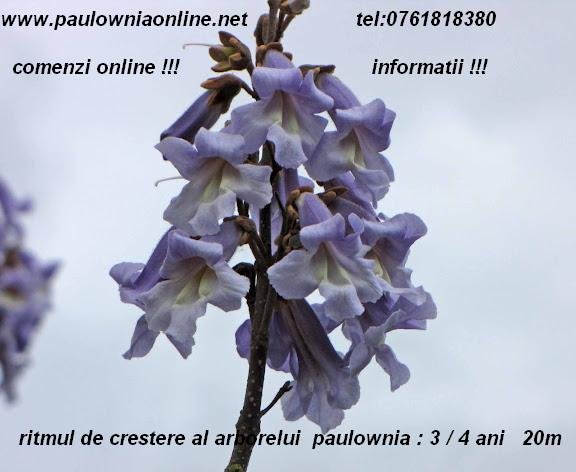 VANZARE SEMINTE , BUTASI , RASADURI PAULOWNIA